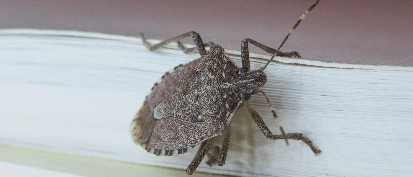 Why Stink Bugs Invade Every Year (And What You Can Do About It) JP